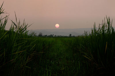 Scenic view of field against sky during sunset
