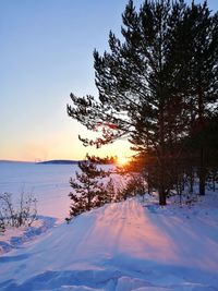 Trees on frozen landscape against sky during sunset