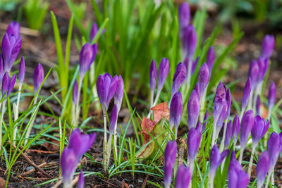 Close-up of purple crocus flowers on field