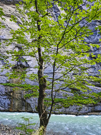 Trees by river in forest