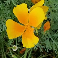 Close-up of yellow flowers blooming outdoors