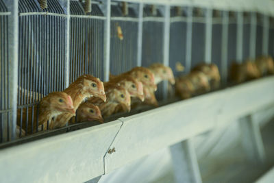 Close-up of bird in cage