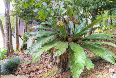 Cactus growing on tree