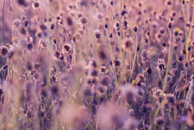 Close-up of purple flowering plants on field