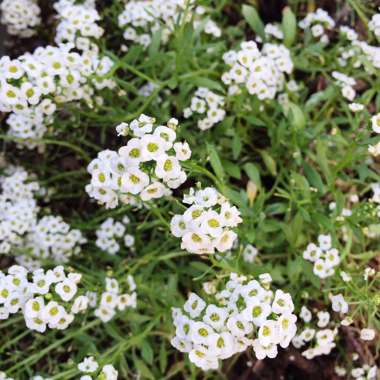 flower, freshness, white color, fragility, petal, growth, beauty in nature, flower head, blooming, nature, daisy, plant, high angle view, close-up, focus on foreground, white, in bloom, blossom, pollen, field