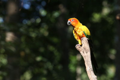 Close-up of parrot perching on tree