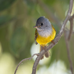 Close-up of bird perching on branch