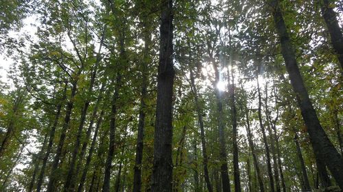 Low angle view of bamboo trees in forest