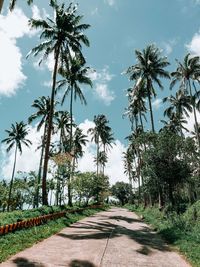 Road amidst trees against sky