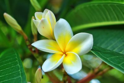 Close-up of frangipani on plant