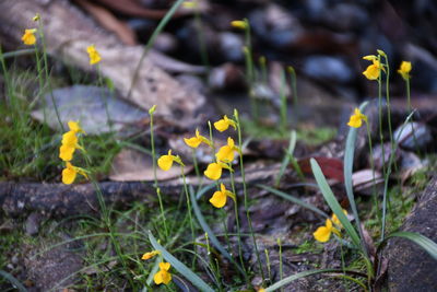 Close-up of yellow crocus flowers on field