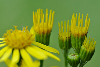 Close-up of yellow flowering plant