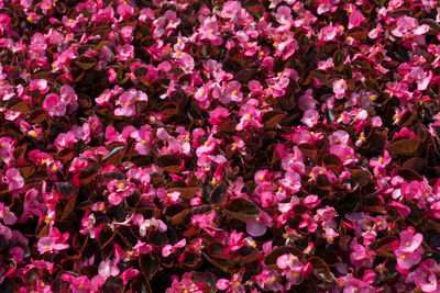 High angle view of pink flowering plants