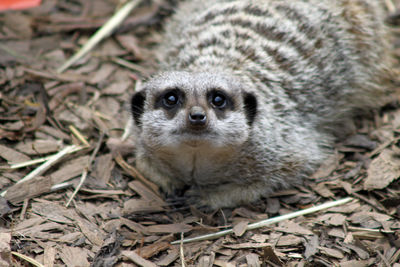 High angle view of meerkat on bark