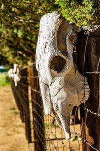 Close-up of animal skull