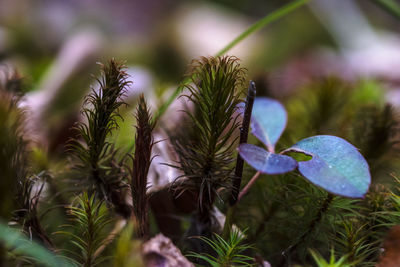 Close-up of plant