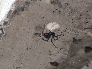 High angle view of ant on ground