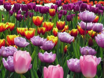 Close-up of multi colored tulips