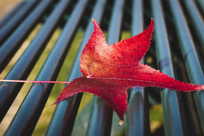 Close-up of maple leaves on plant