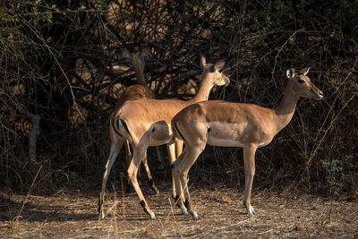 Side view of two horses