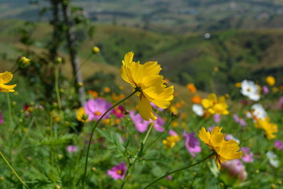 Close-up of yellow flowering plant on field