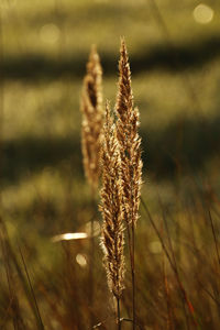 Close-up of stalks growing in field