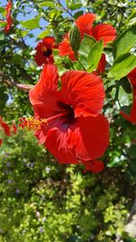 Close-up of red hibiscus growing on tree