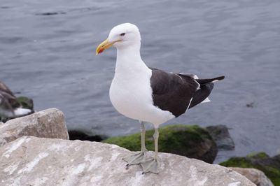 Seagull perching on rock