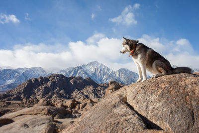 View of dog on rock against sky