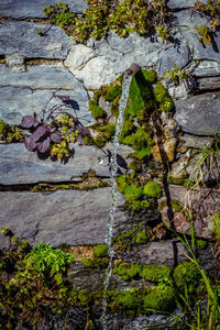 Full frame shot of moss growing on rock