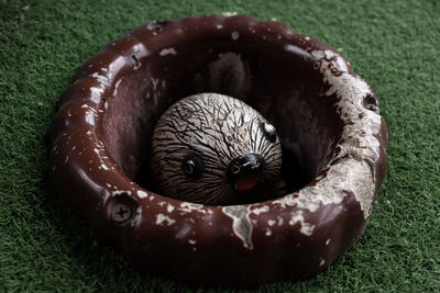 High angle view of a bird