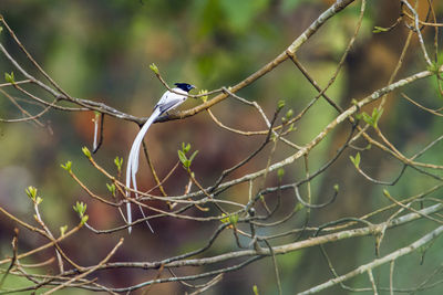 Close-up of bird perching on branch