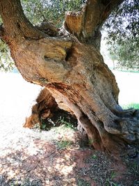 Close-up of tree