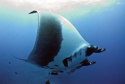 Side view of fish underwater