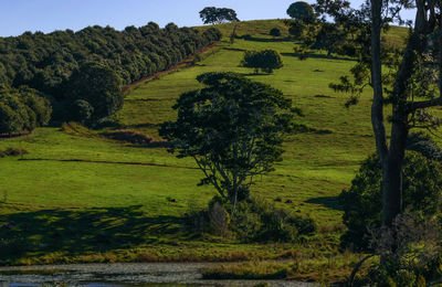 Scenic view of agricultural field against sky