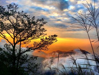 Silhouette tree against sky during sunset