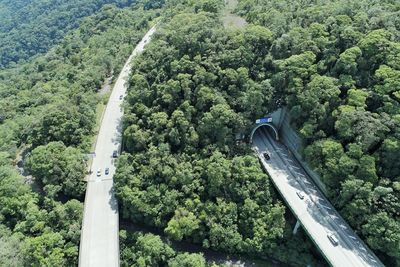 High angle view of trees in forest