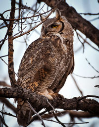 Low angle view of great horned owl perching on tree