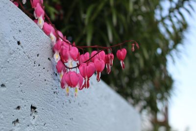 Close-up of pink bougainvillea blooming outdoors