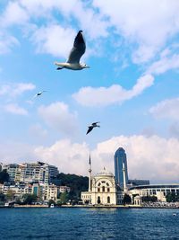 Seagulls flying over sea in city