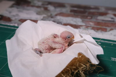 Close-up of a bird