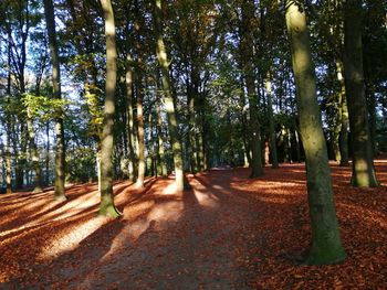 Trees in forest during autumn