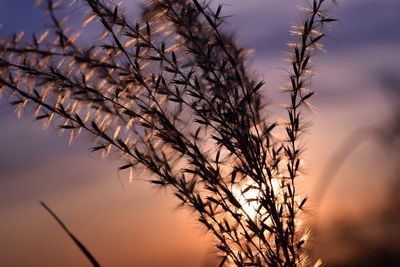 Close-up of silhouette bare tree against sky during sunset