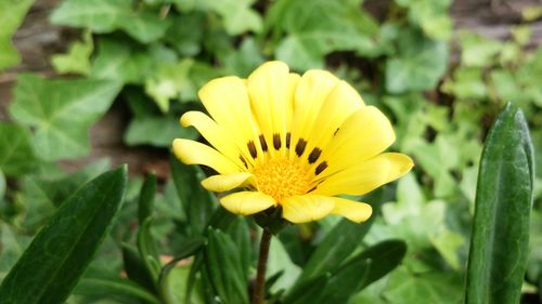 Close-up of yellow flower blooming outdoors