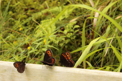 Close-up of three butterflies sitting on a bench