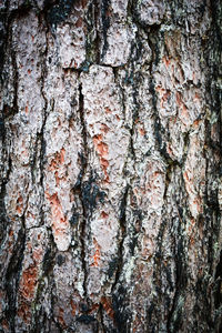 Full frame shot of tree trunk