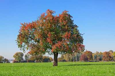 Trees on field against clear sky during autumn