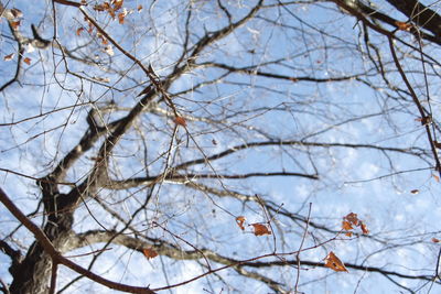 Low angle view of tree against sky