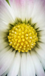 Close-up of white flower