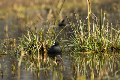 Bird in a lake